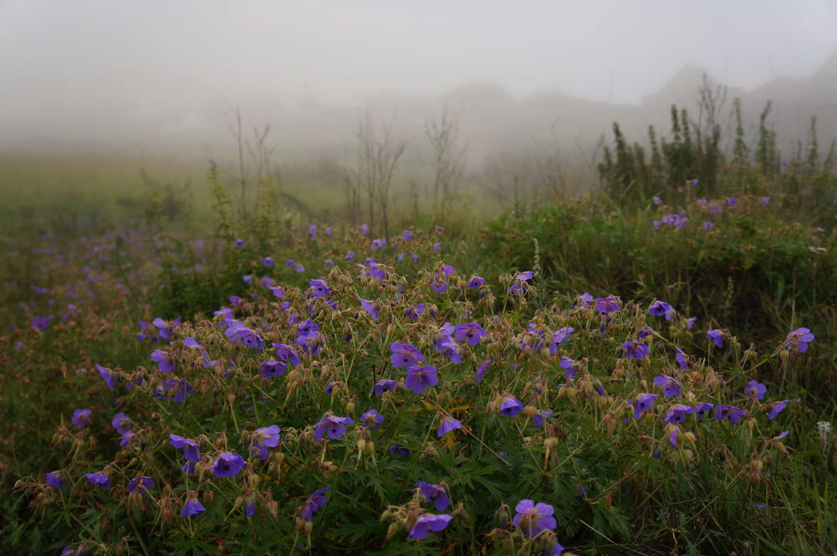 В тумане. автор галина подлопушная на PhotoGeek.ru #Пейзаж или природа