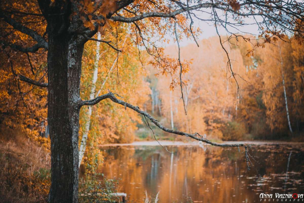 Озеро "Зеленое" автор Анна Вязникова на PhotoGeek.ru #Пейзаж или природа #Живая растительность #Осень #Среда обитания