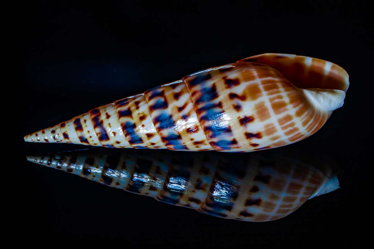 Terebra maculate ����� ��������� ������� �� PhotoGeek.ru #�������������� #�������� #������� �������� #��������