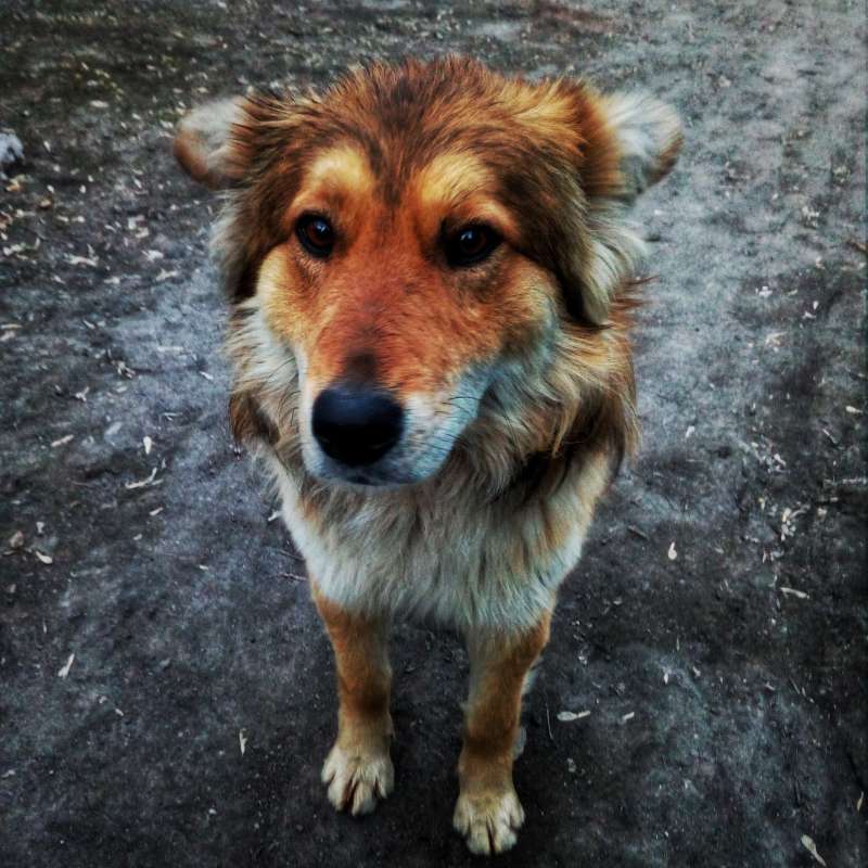Добрый,рыжий пёс. автор   на PhotoGeek.ru #Животный мир