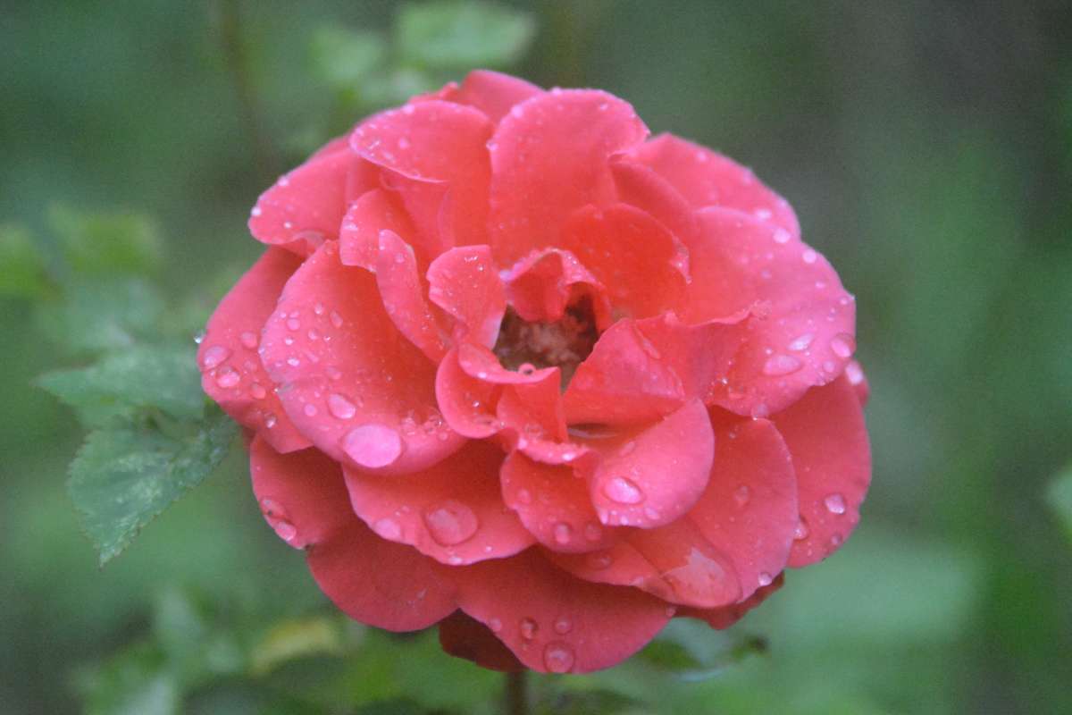 капли на розе после дождя автор Антон Победоносцев на PhotoGeek.ru #Макро #Пейзаж или природа
