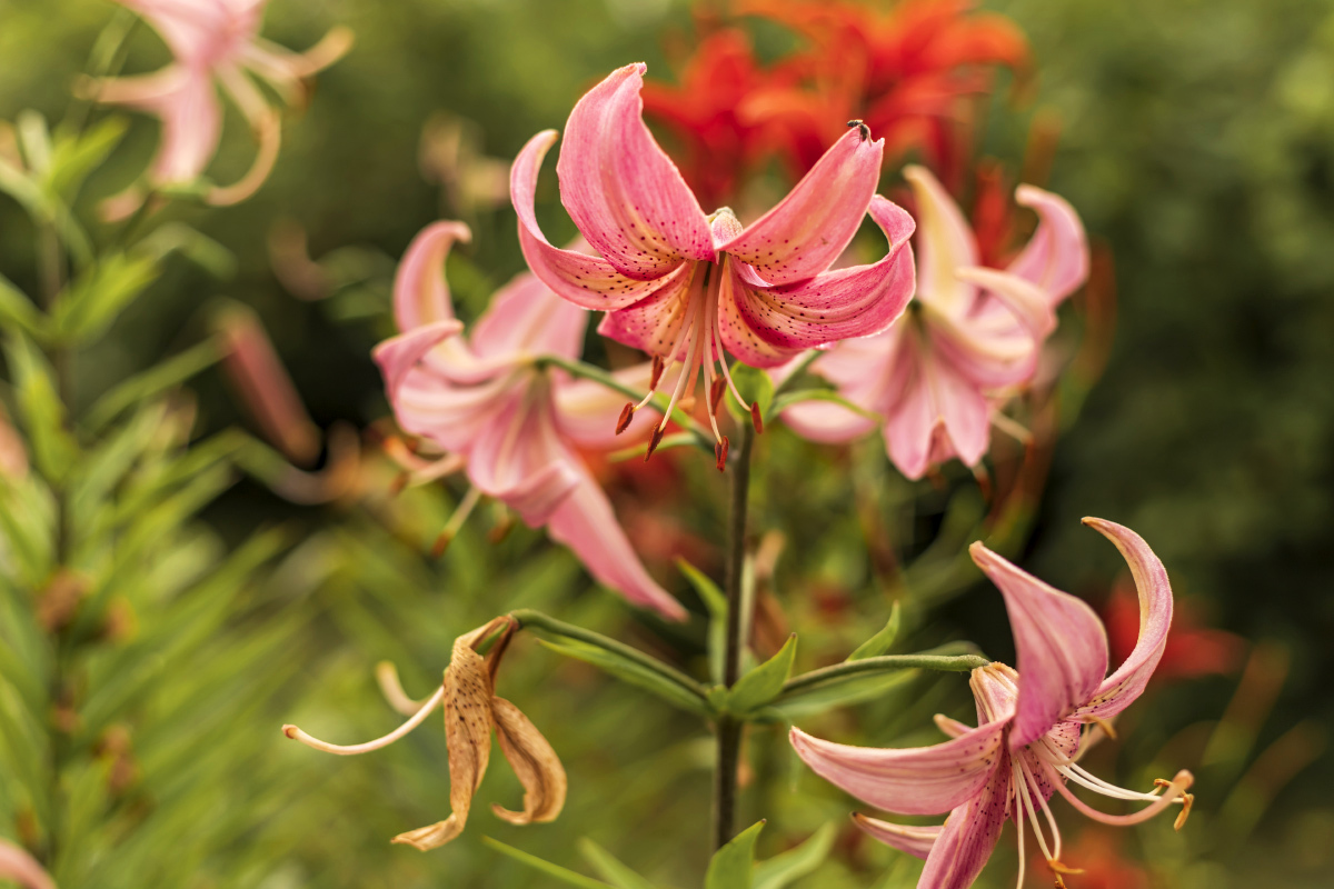 *** ����� ���������  �� PhotoGeek.ru #������ ��� �������