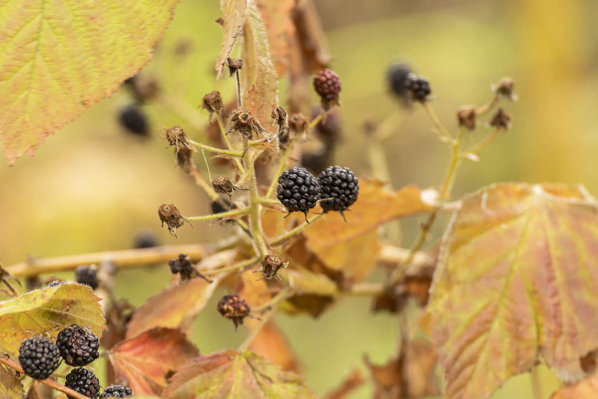 Ежевика / Ежевика / Фотография на PhotoGeek.ru