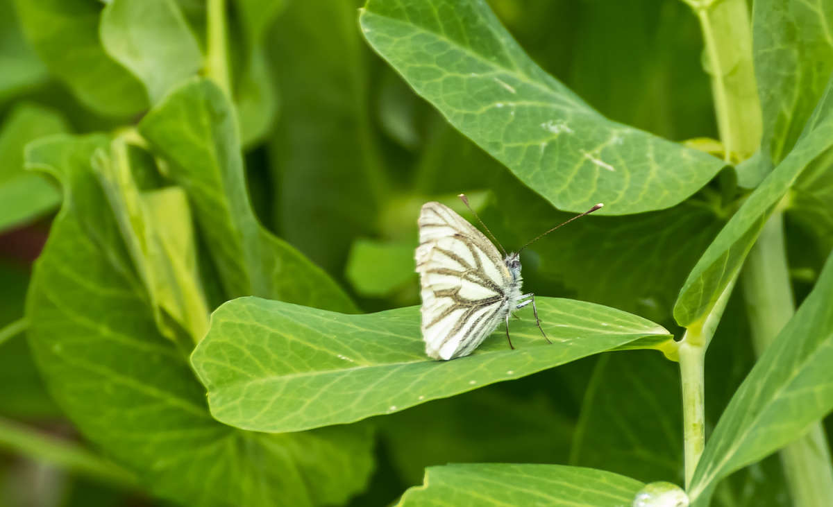 �� ������� ����� ���������  �� PhotoGeek.ru #�����
