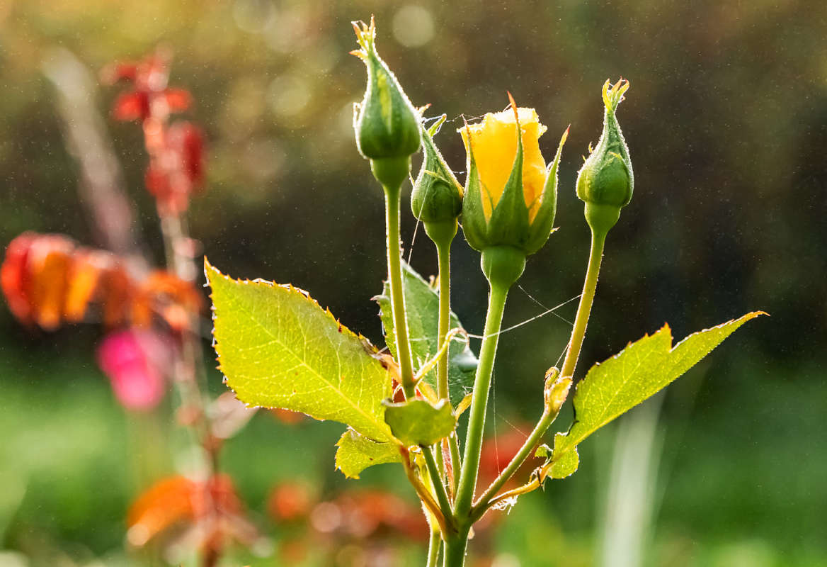 ���� ����� ���������  �� PhotoGeek.ru #������ ��� �������