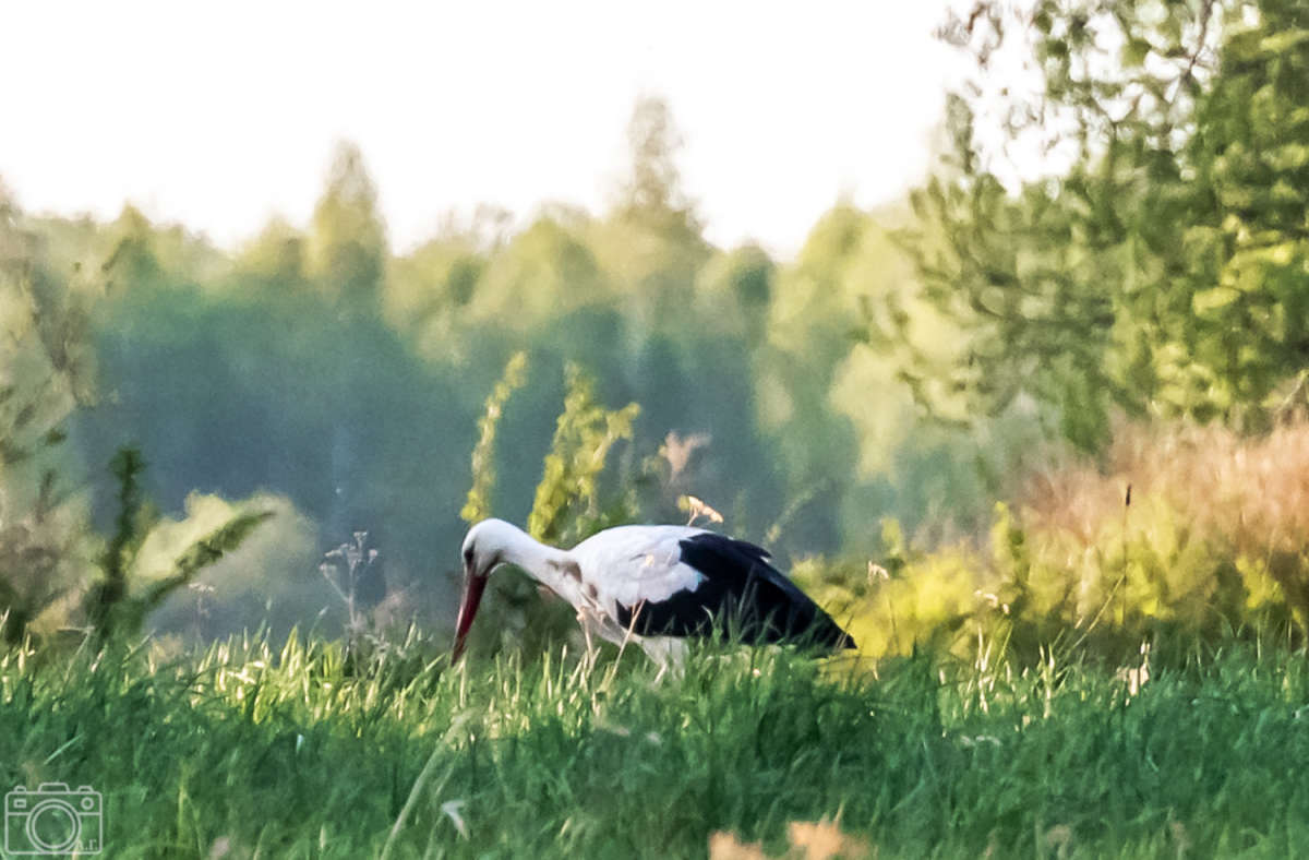 � ���� ����� ���������  �� PhotoGeek.ru #�������� ���
