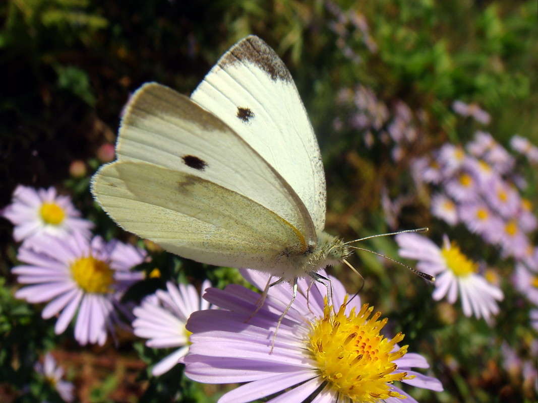 � ����� ���� ����� ������ ���� �� PhotoGeek.ru #�����