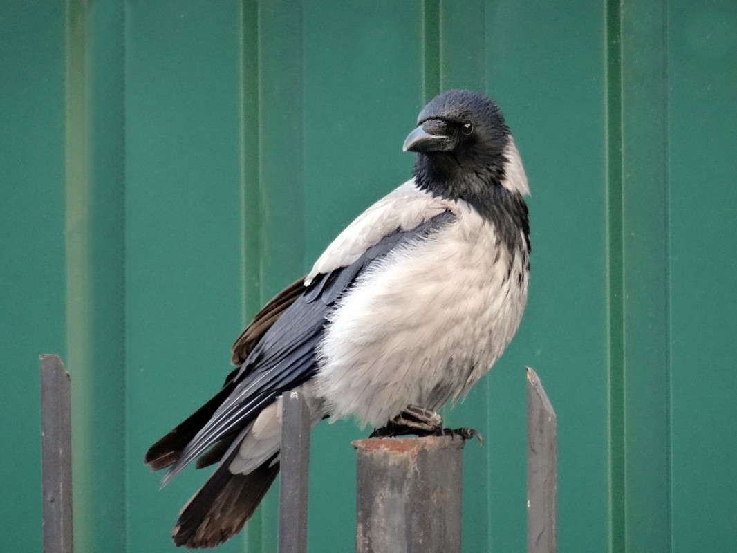 �������������� ����� ����� ������ ���� �� PhotoGeek.ru #�������� ���