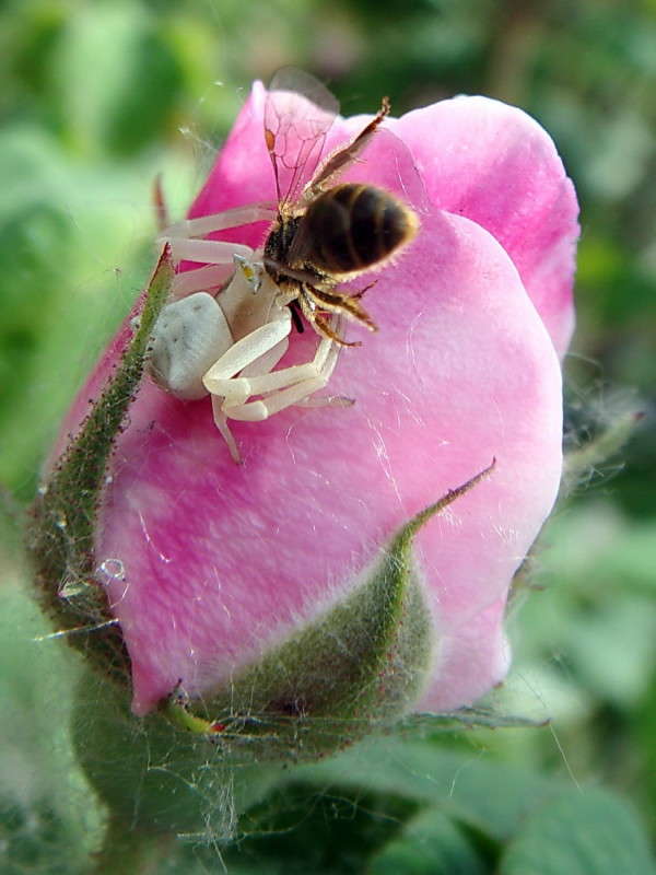 ������� ����� ������ ���� �� PhotoGeek.ru #�����