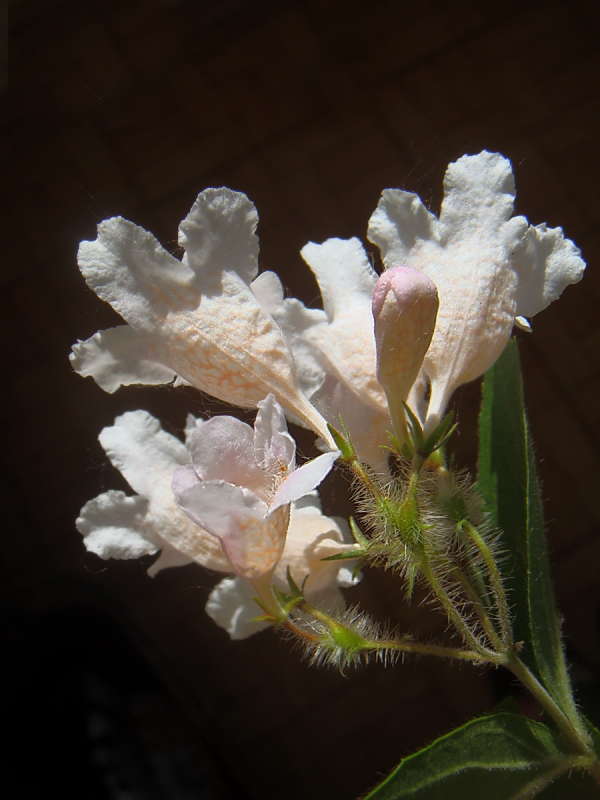 ���������� ����� ������ ���� �� PhotoGeek.ru #������ ��� �������