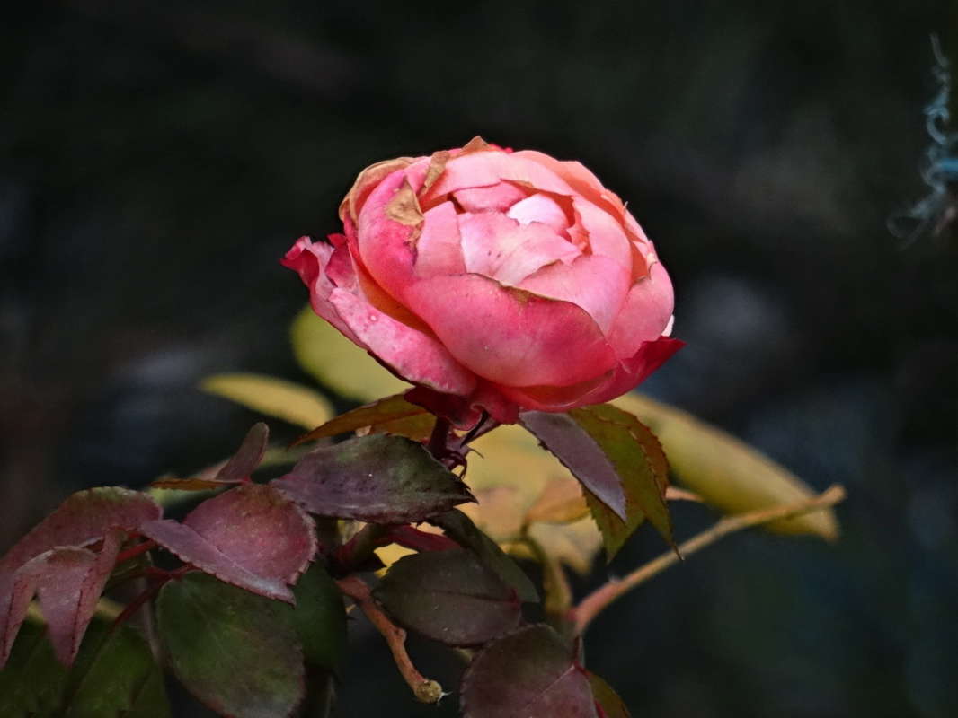 ��������� �� ������� ����� ������ ���� �� PhotoGeek.ru #������ ��� �������