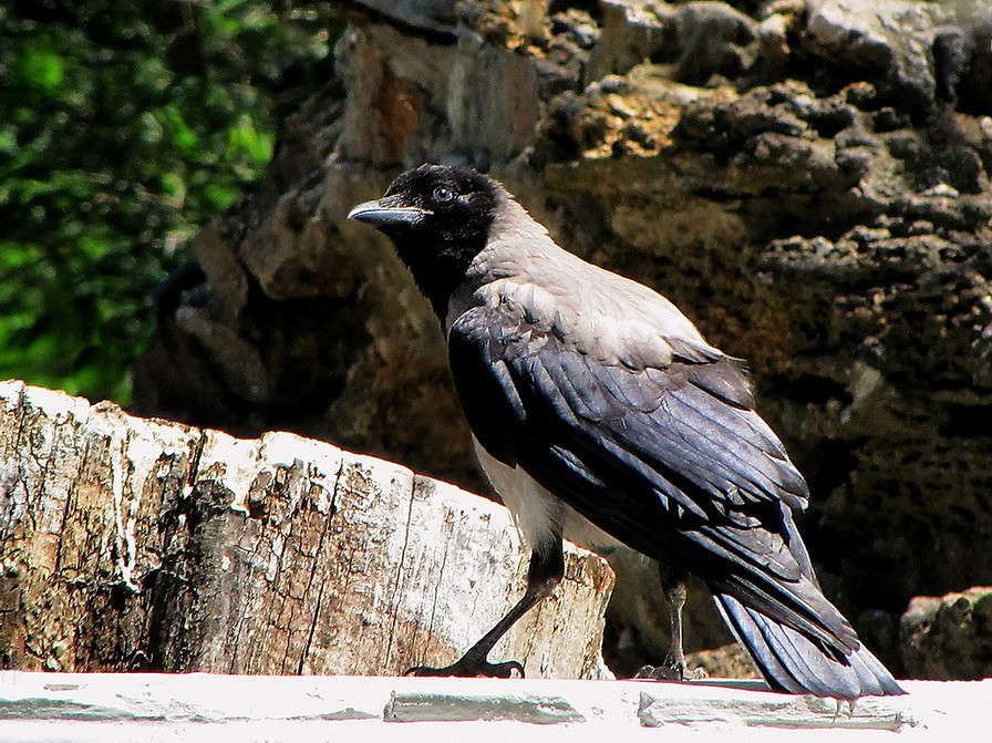 ���� , ��� �� ����? ����� ������ ���� �� PhotoGeek.ru #�������� ���