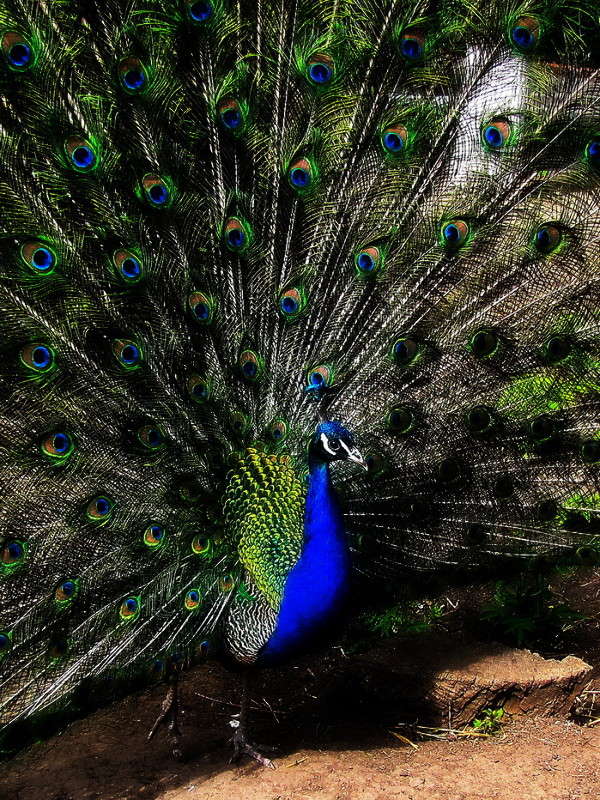 �������- �������� ���� ����� ������ ���� �� PhotoGeek.ru #�������� ���