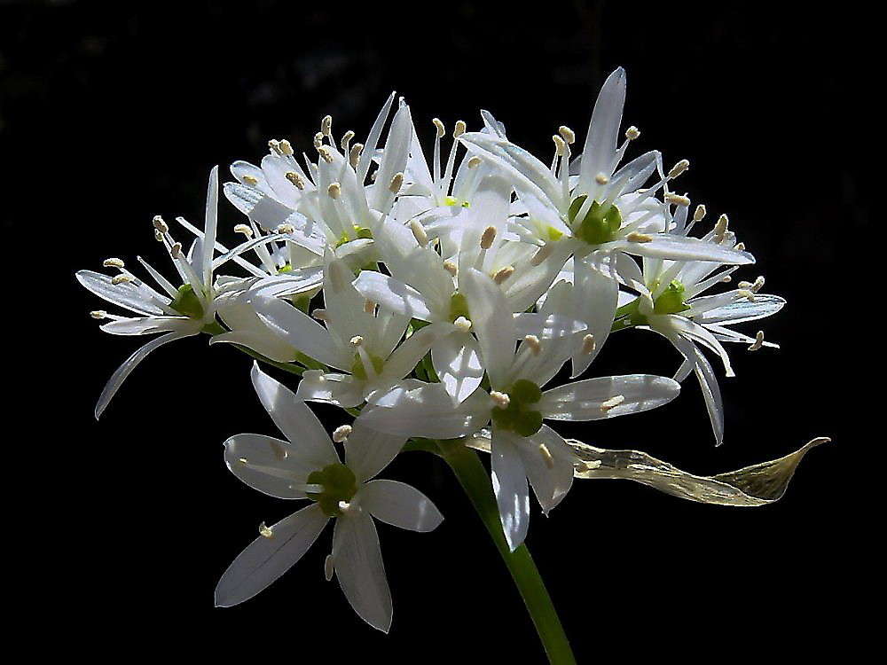 ������� ��� ������� ����� ������ ���� �� PhotoGeek.ru #������ ��� �������