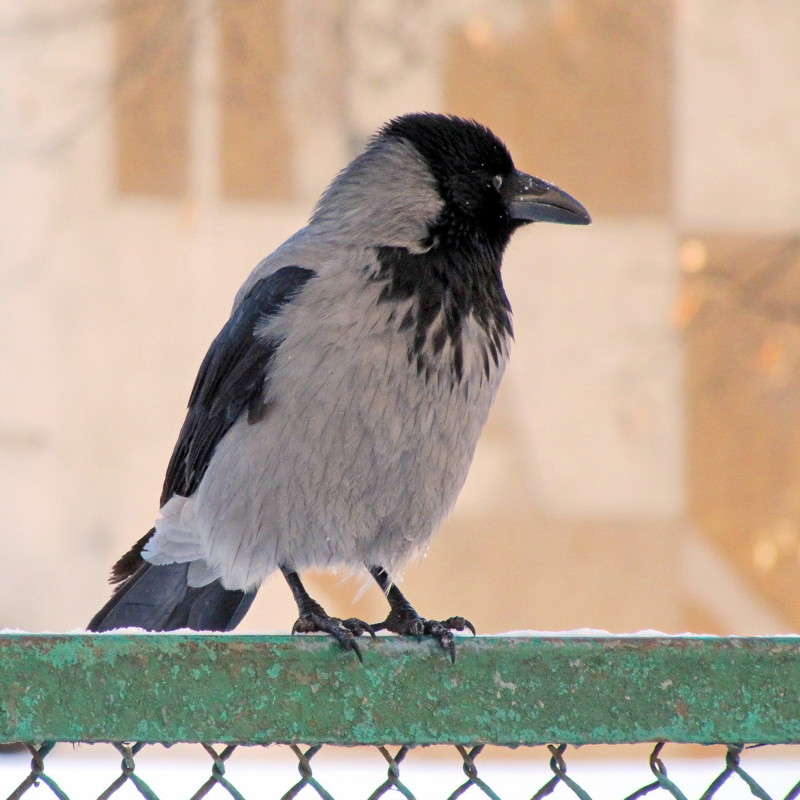 ������ , ������� ! ������� ������? ����� ������ ���� �� PhotoGeek.ru #�������� ���