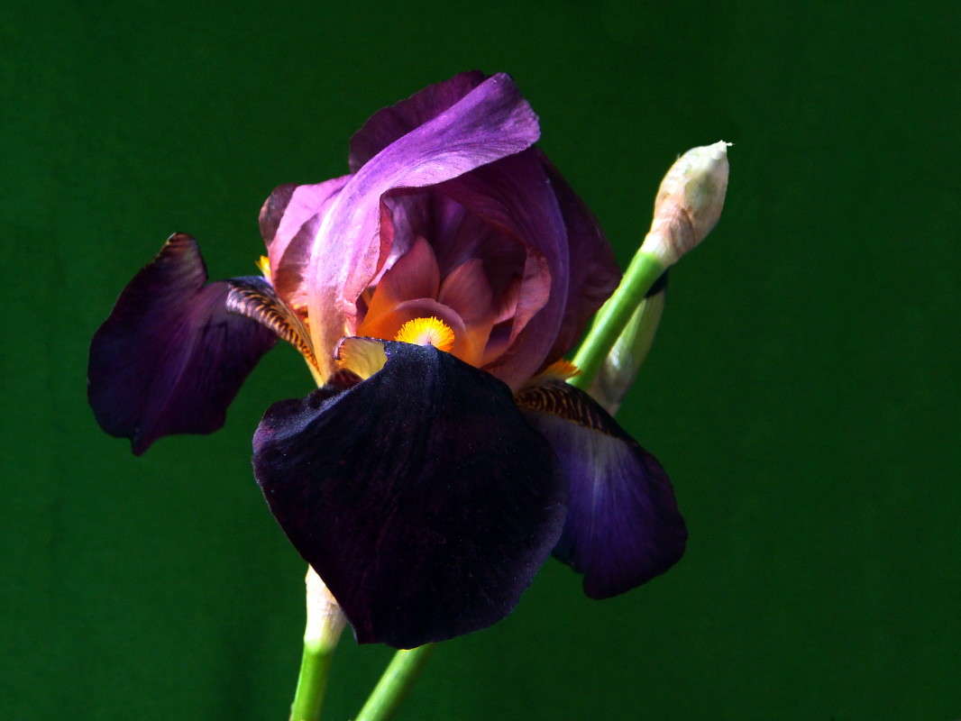 ������� ���� ����� ������ ���� �� PhotoGeek.ru #������ ��� �������