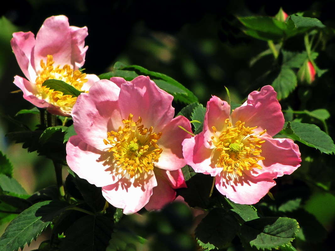 ������� �������� ����� ������ ���� �� PhotoGeek.ru #������ ��� �������