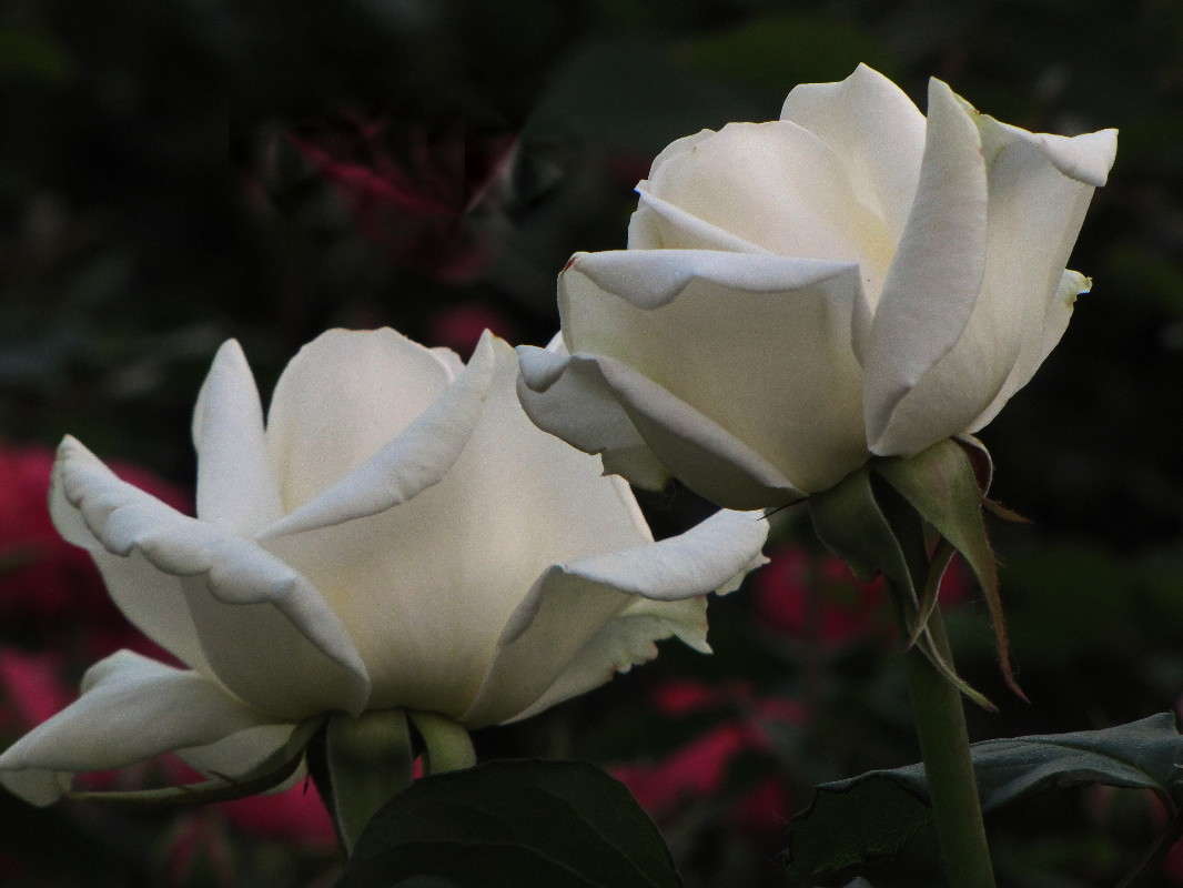 ����� ���� ����� ������ ���� �� PhotoGeek.ru #������ ��� �������