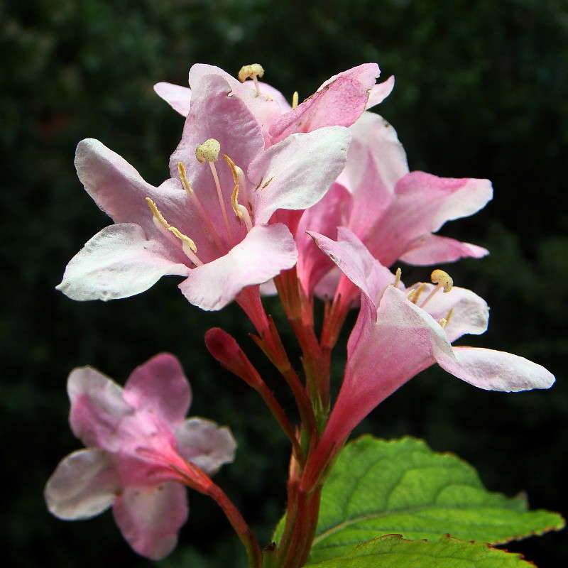 ������� ����� ����� ������ ���� �� PhotoGeek.ru #������ ��� �������