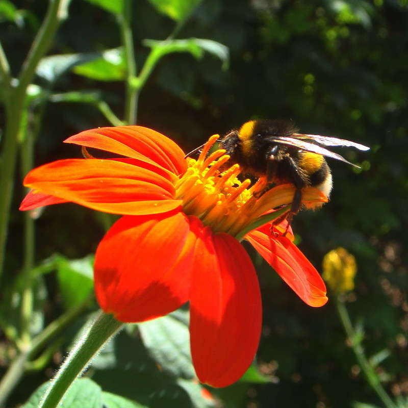 Шмель / Шмель / Фотография на PhotoGeek.ru