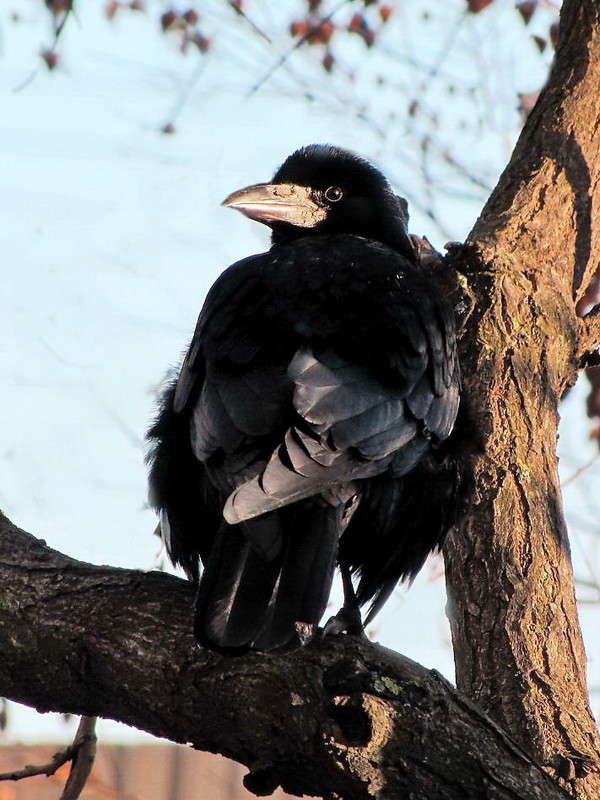 To be or not to be ? ����� ������ ���� �� PhotoGeek.ru #�������� ���