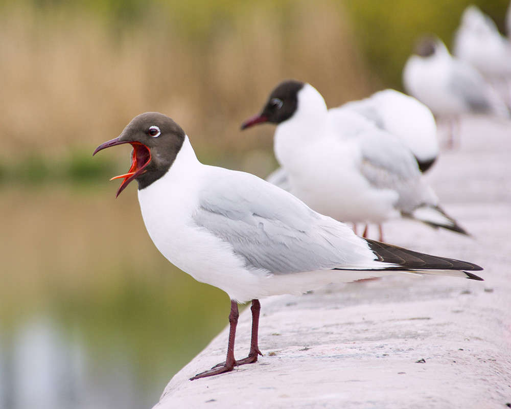 �� ��������� ����� �����  �� PhotoGeek.ru #�������� ���