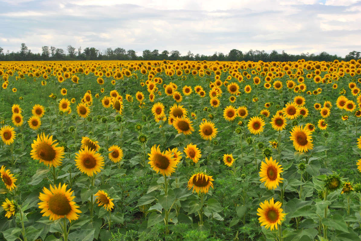 ����������. ����� ����� ���������(�������) �� PhotoGeek.ru #������ ��� �������