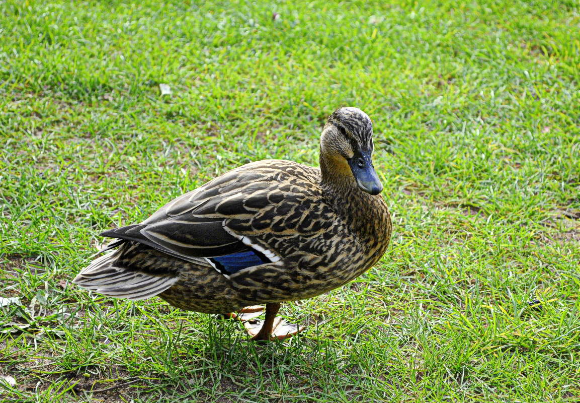 ... ����� ����� ���������(�������) �� PhotoGeek.ru #�������� ���