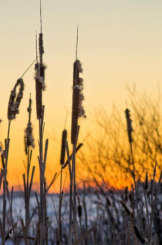 зимнее морозное утро автор виктор  на PhotoGeek.ru #Пейзаж или природа