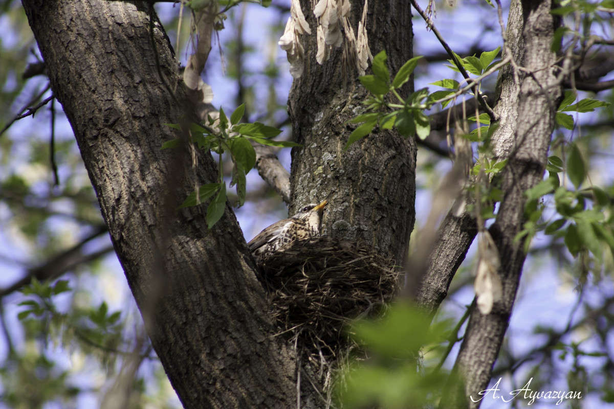 �� ����� "����� ������" ����� Armen  �� PhotoGeek.ru #�������� ���