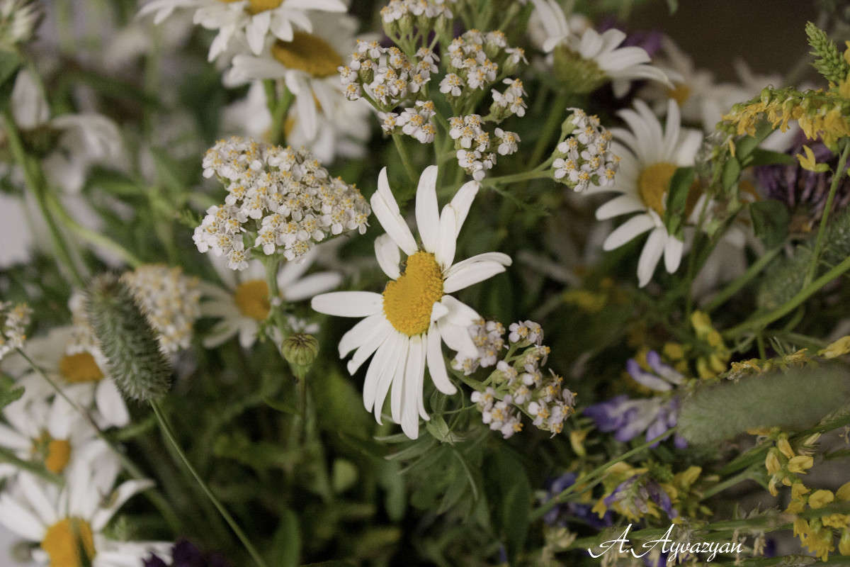 ������� ����� ����� Armen  �� PhotoGeek.ru #���������