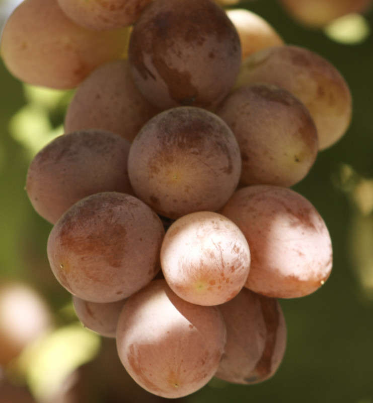 �������� ����� Armen  �� PhotoGeek.ru #������ ��� �������