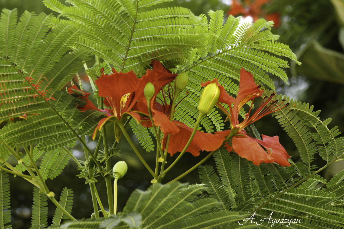 �������� �������� ����� Armen  �� PhotoGeek.ru #������ ��� �������