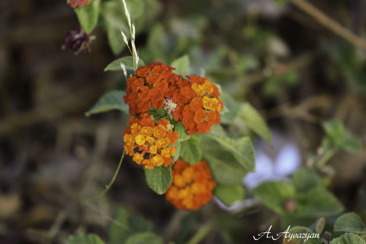 ��� ���� �������� �������� :) ����� Armen  �� PhotoGeek.ru #����� #������ ��� �������