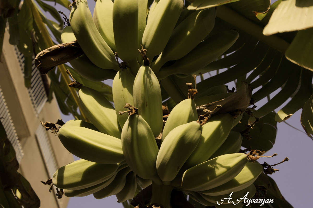 � ���������������� ���������... ����� Armen  �� PhotoGeek.ru #������ ��� �������