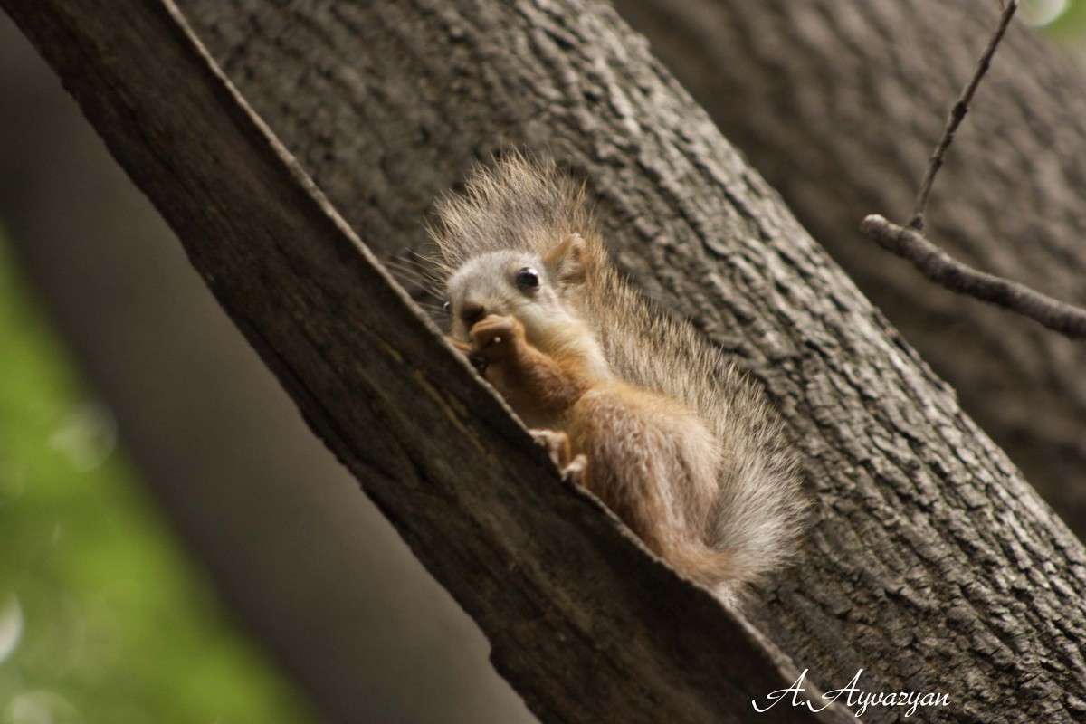 � ������ ���������... ����� Armen  �� PhotoGeek.ru #�������� ���