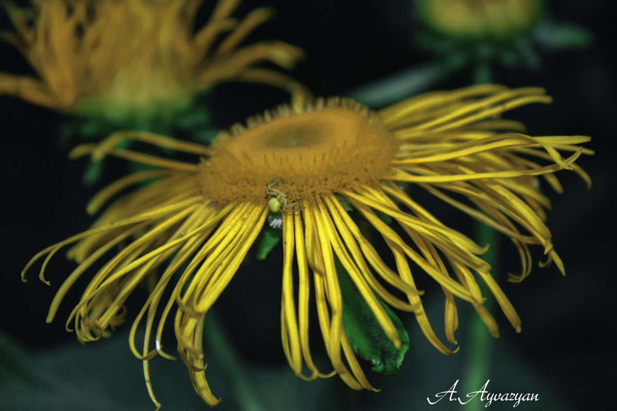 ���� ����� Armen  �� PhotoGeek.ru #����� #�������� ���