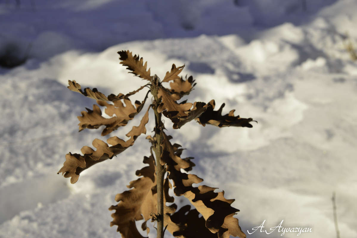 ������� ����� Armen  �� PhotoGeek.ru #������ ��� �������