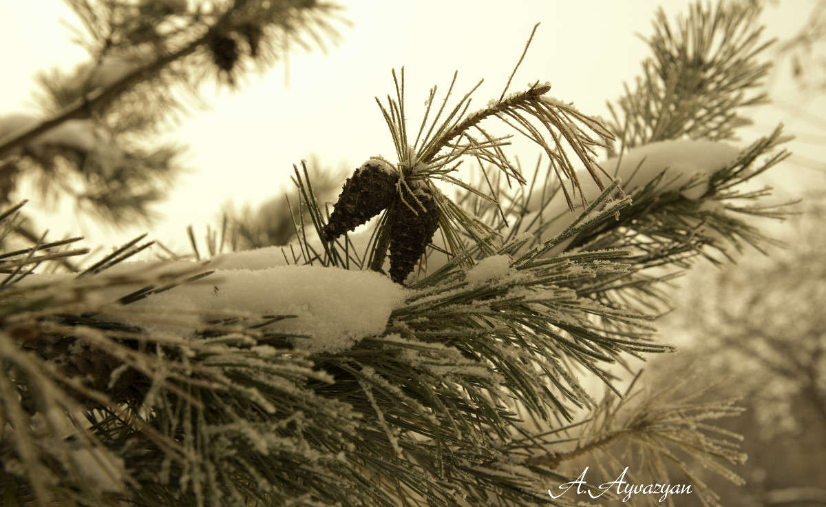 �������������� �������� ����� Armen  �� PhotoGeek.ru #������ ��� �������