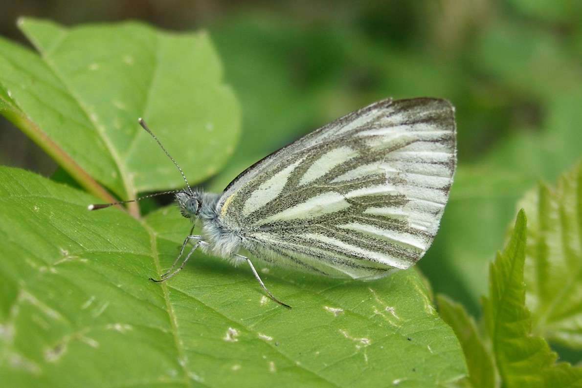 ������� ����� ������ ����������� �� PhotoGeek.ru #�����