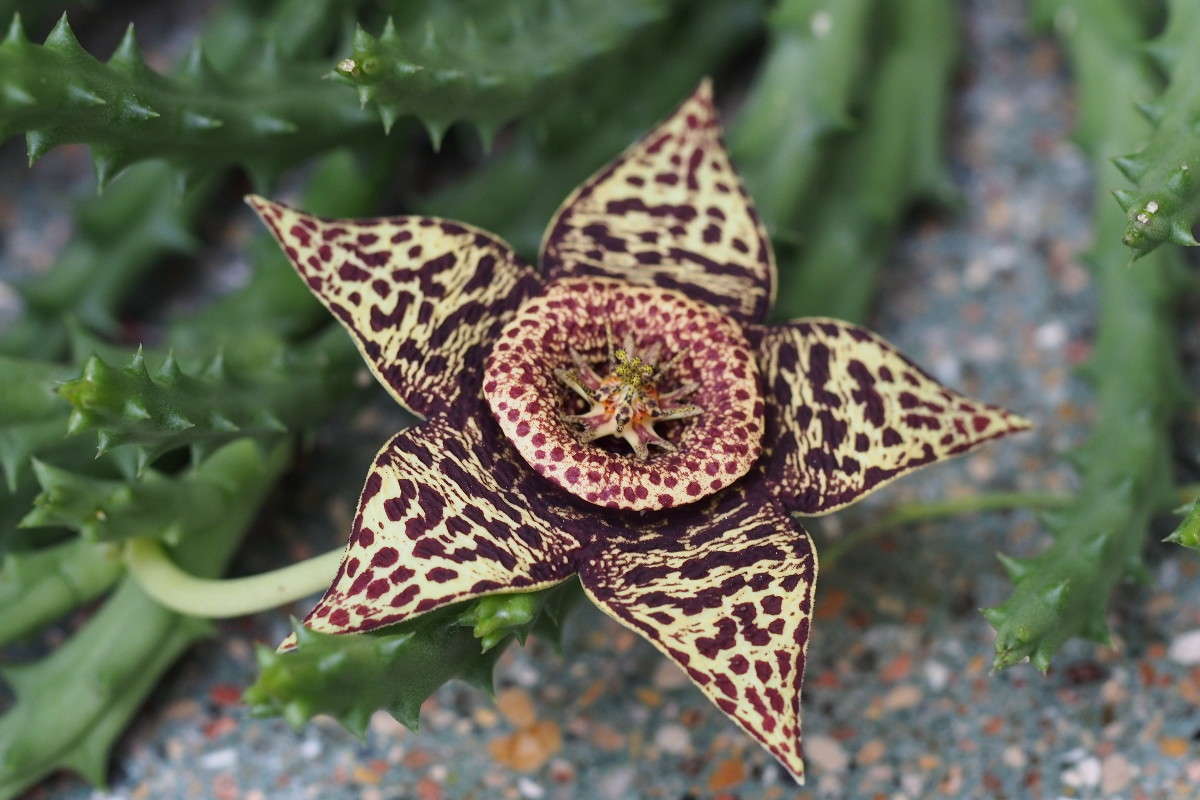   Stapelia.     PhotoGeek.ru #   # 