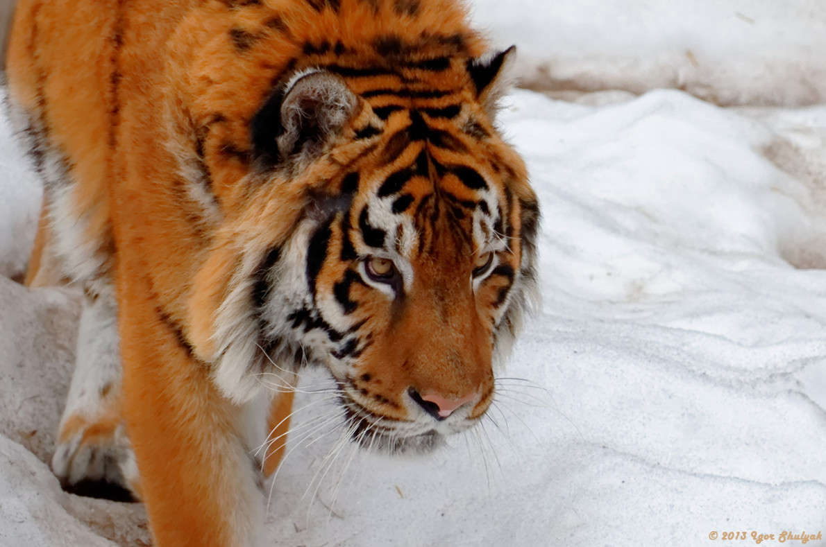 �������� ���� ����� ����� ����� �� PhotoGeek.ru #�������� ���