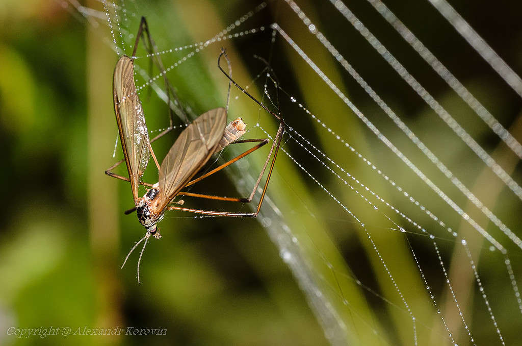 � ������... ����� ��������� ������� �� PhotoGeek.ru #����� #���������