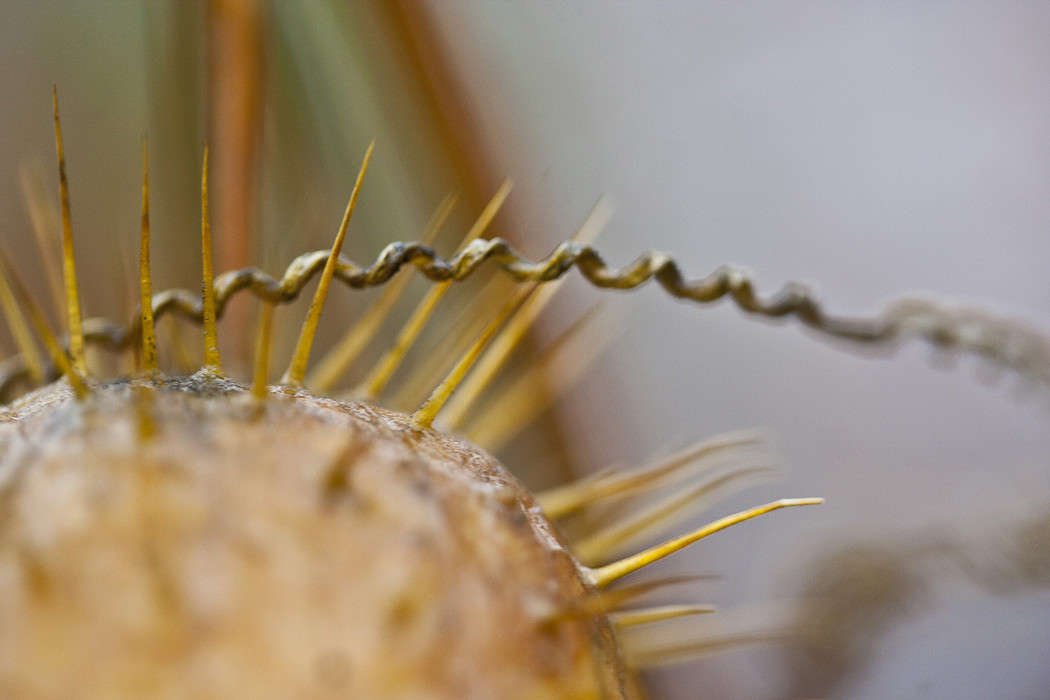 Бешеный огурец / Бешеный огурец / Фотография на PhotoGeek.ru