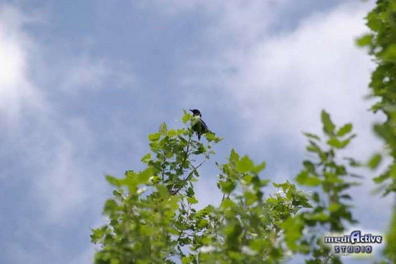 ptica  Armen Ohanyan  PhotoGeek.ru # 