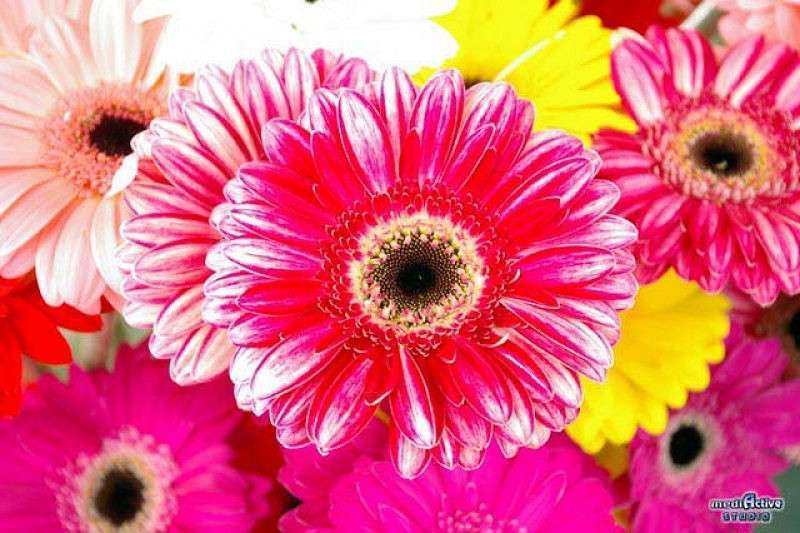 klasnie cveti  Armen Ohanyan  PhotoGeek.ru #