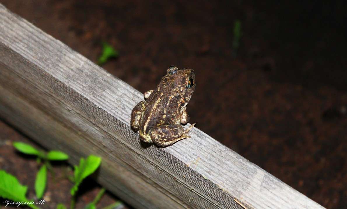 Царевна лягушка / Царевна лягушка / Фотография на PhotoGeek.ru