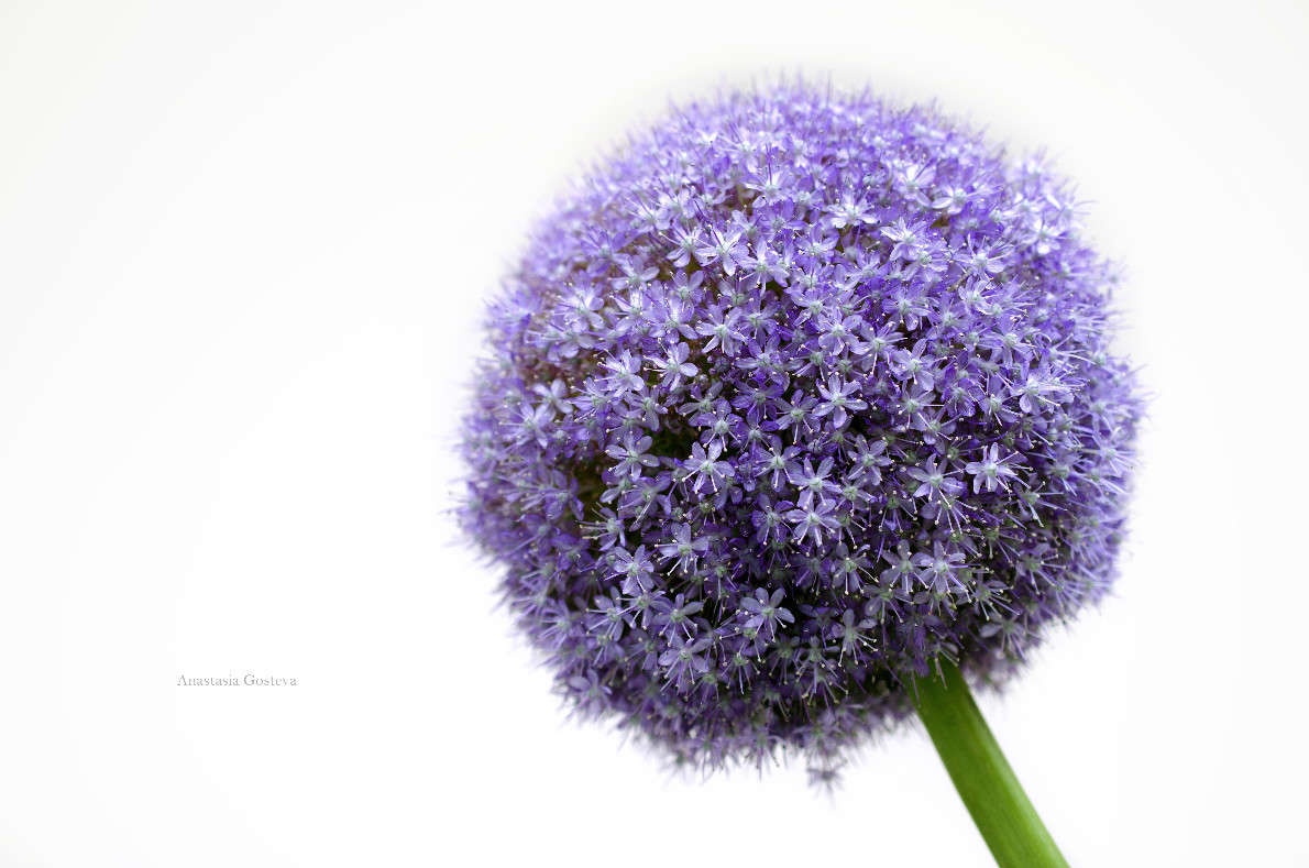 Allium Lucy Ball  Anastasia   PhotoGeek.ru #