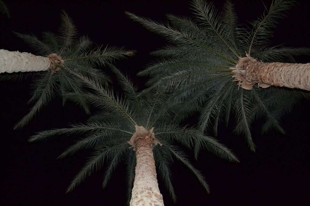 Ночные пальмы