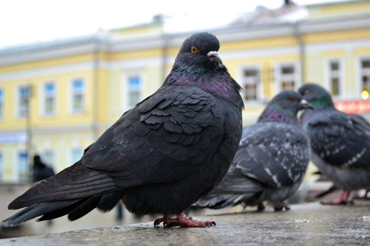 ... ����� ���� �. �� PhotoGeek.ru #�������� ���